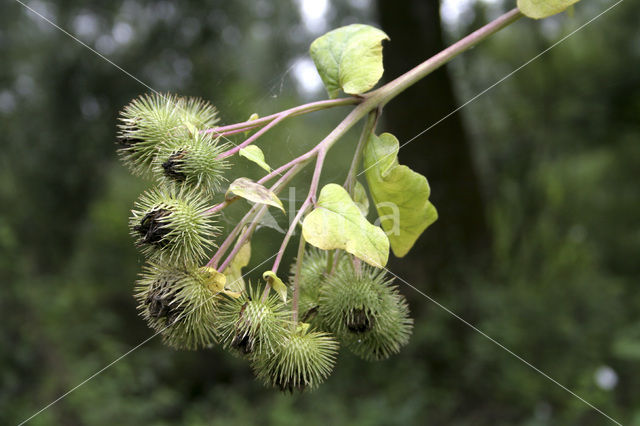 Grote klit (Arctium lappa)