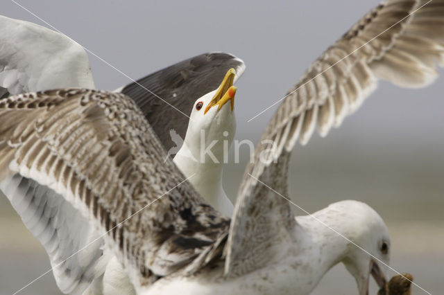 Grote Mantelmeeuw (Larus marinus)