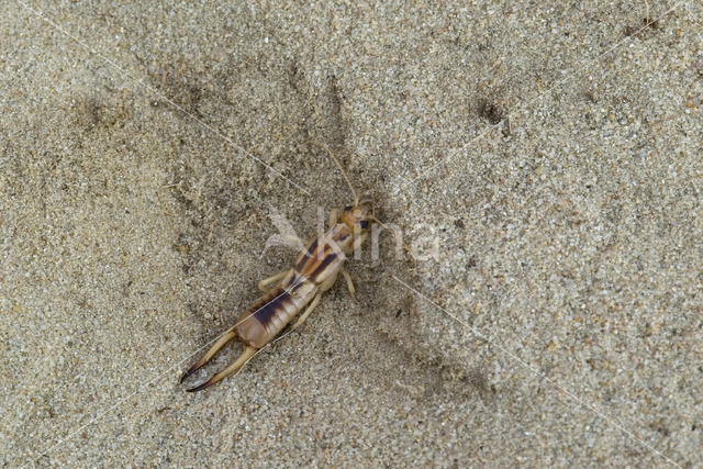 Striped Earwig (Labidura riparia)