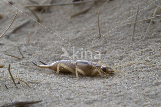 Striped Earwig (Labidura riparia)