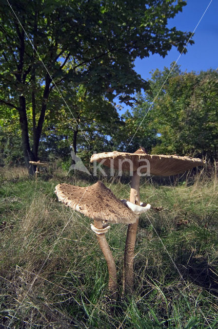 Grote parasolzwam (Macrolepiota procera)