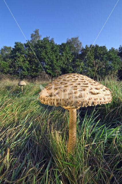 Grote parasolzwam (Macrolepiota procera)