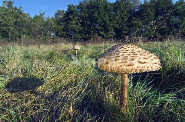 Grote parasolzwam (Macrolepiota procera)