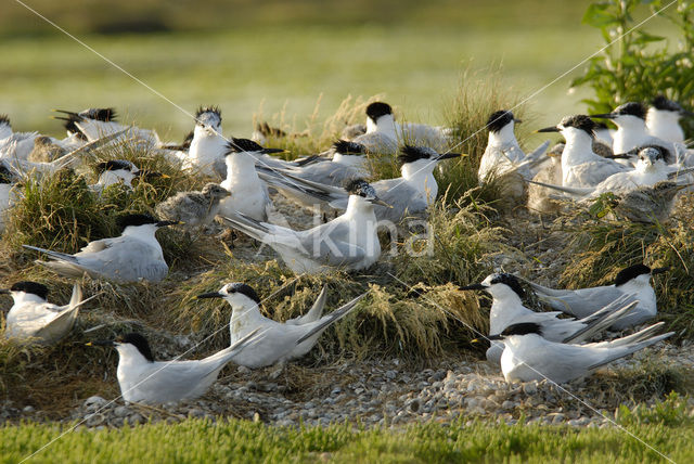 Grote Stern (Sterna sandvicensis)