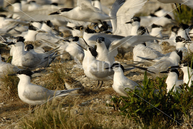 Grote Stern (Sterna sandvicensis)