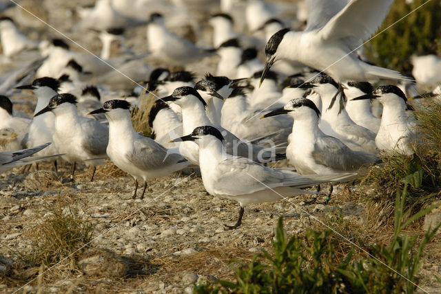 Grote Stern (Sterna sandvicensis)