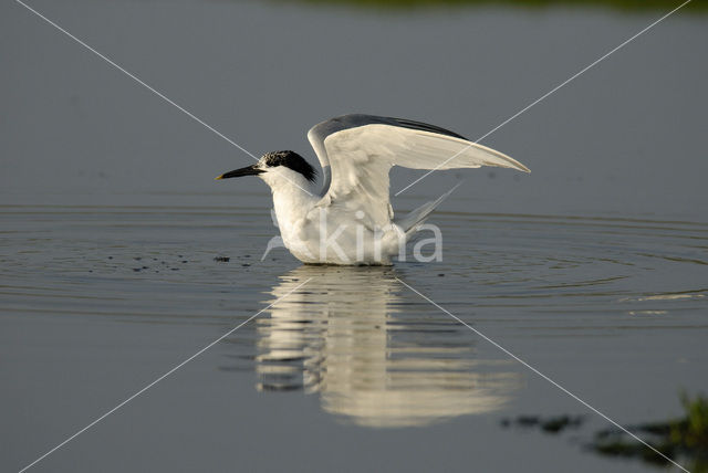 Grote Stern (Sterna sandvicensis)