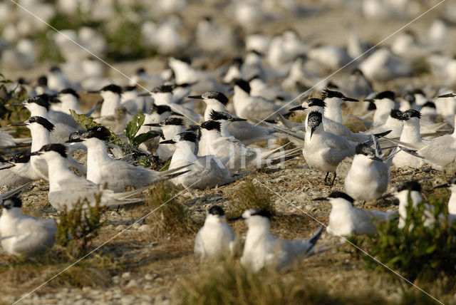 Grote Stern (Sterna sandvicensis)