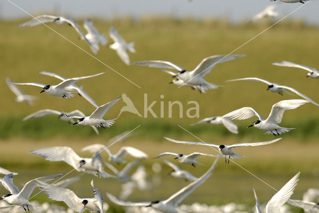 Grote Stern (Sterna sandvicensis)