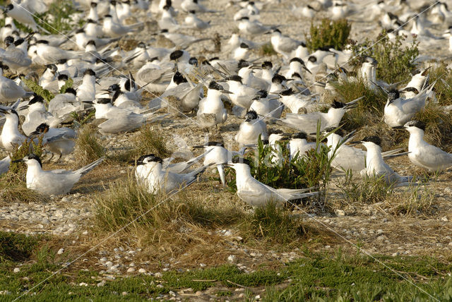 Grote Stern (Sterna sandvicensis)