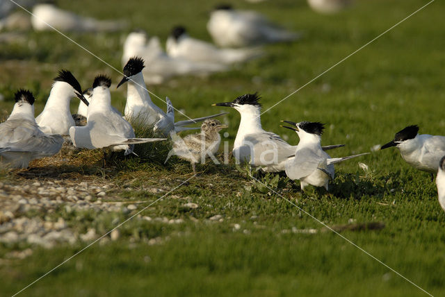 Grote Stern (Sterna sandvicensis)