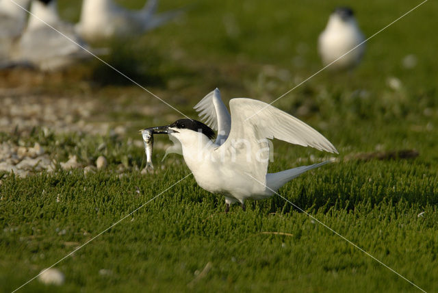 Grote Stern (Sterna sandvicensis)