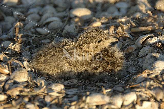 Grote Stern (Sterna sandvicensis)