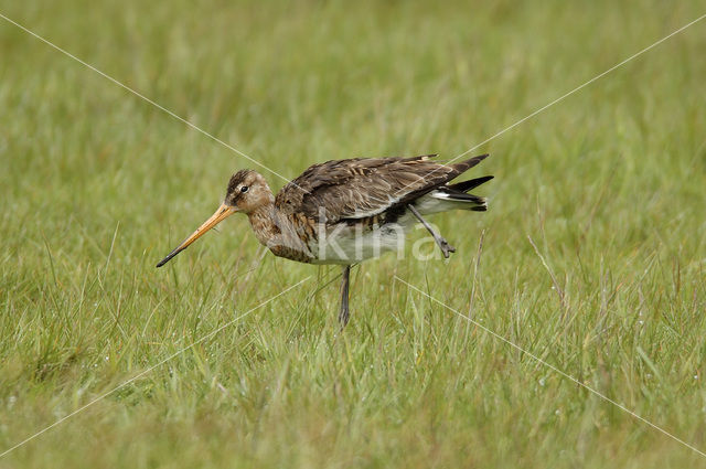 Grutto (Limosa limosa)