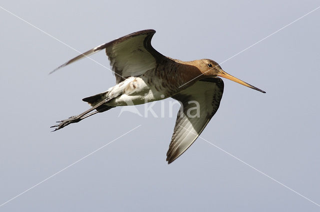 Grutto (Limosa limosa)