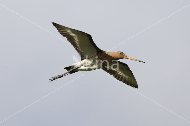 Grutto (Limosa limosa)