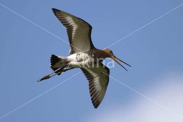 Grutto (Limosa limosa)