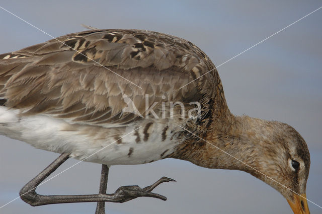 Grutto (Limosa limosa)