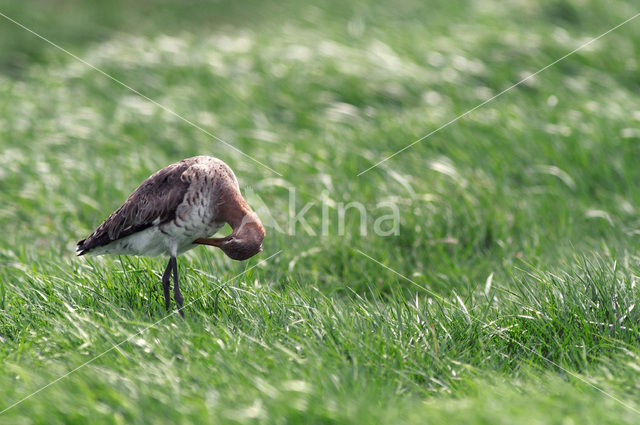 Grutto (Limosa limosa)