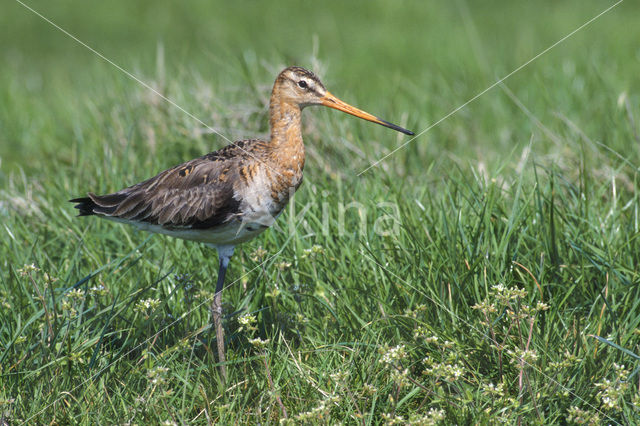 Grutto (Limosa limosa)