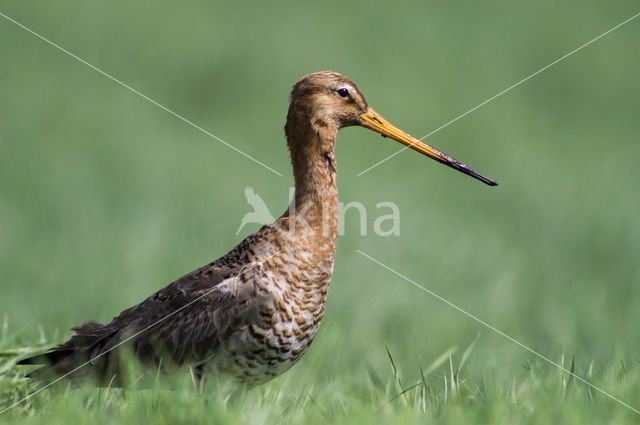 Grutto (Limosa limosa)