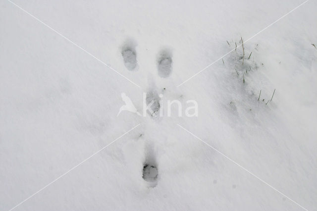 Haas (Lepus europaeus)