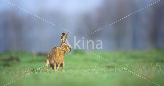 Haas (Lepus europaeus)