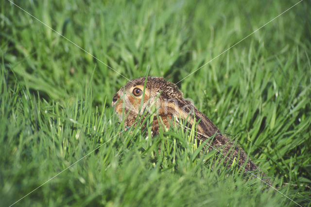 Haas (Lepus europaeus)