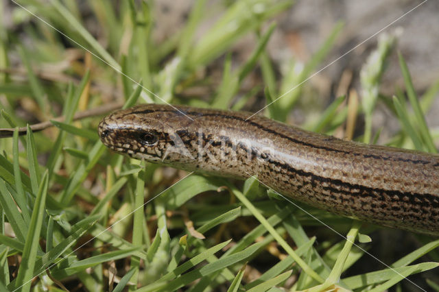 Hazelworm (Anguis fragilis)