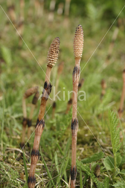 Heermoes (Equisetum arvense)