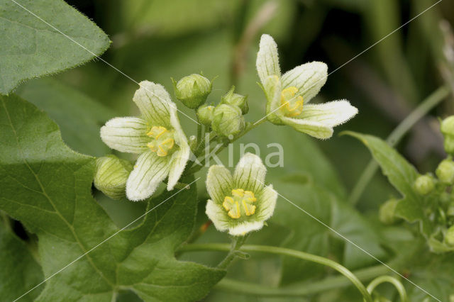 Heggerank (Bryonia dioica)