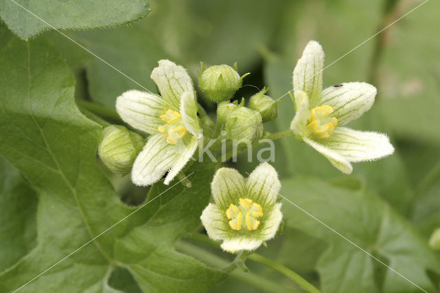 Heggerank (Bryonia dioica)