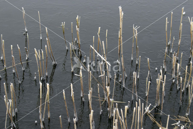 Hoge boezem van de Overwaard