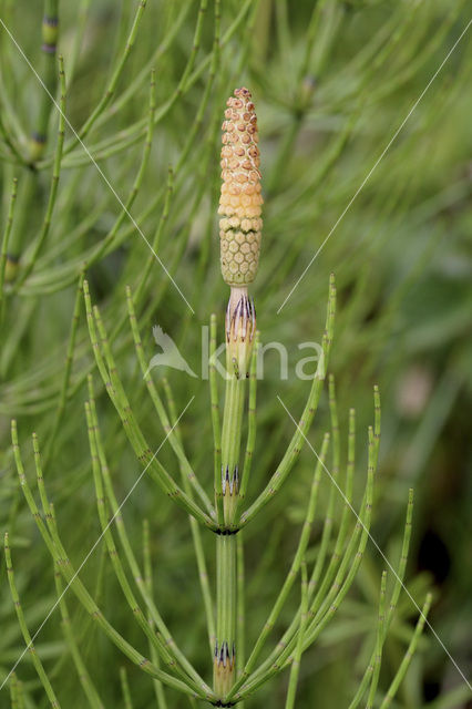 Holpijp (Equisetum fluviatile)