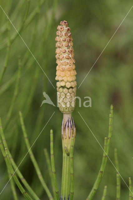 Holpijp (Equisetum fluviatile)