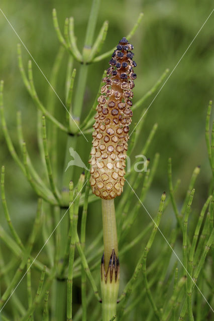 Holpijp (Equisetum fluviatile)