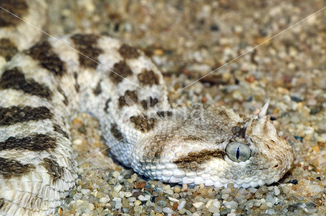 Horned viper (Cerastes cerastes)