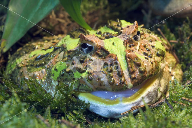 Hoornkikker (Ceratophrys ornata)