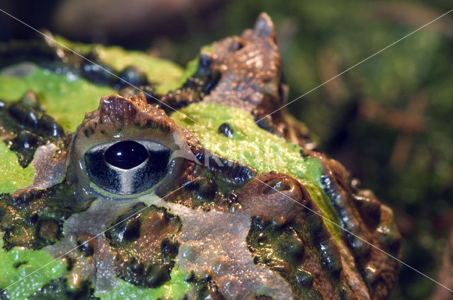 Hoornkikker (Ceratophrys ornata)