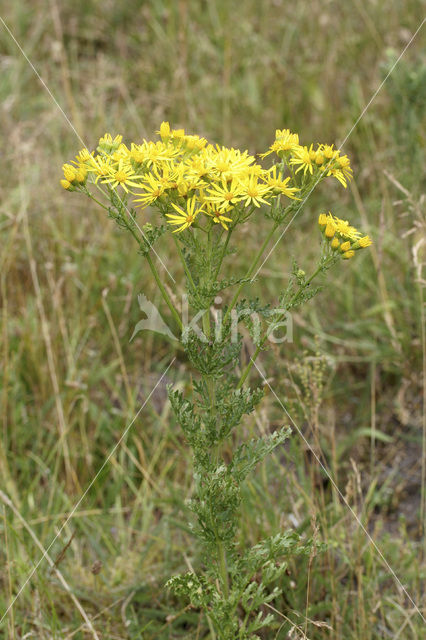 Jacobskruiskruid (Jacobaea vulgaris)