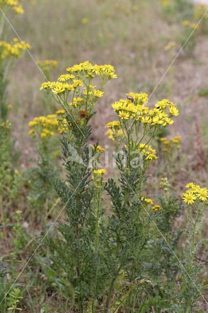 Jacobskruiskruid (Jacobaea vulgaris)