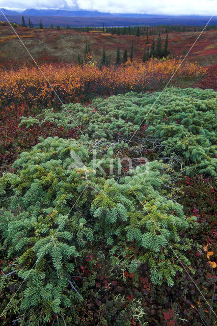 Jeneverbes (Juniperus communis)