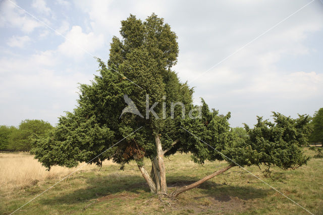 Jeneverbes (Juniperus communis)