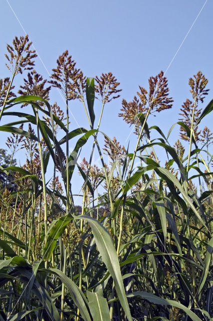 Kafferkoren (Sorghum bicolor)