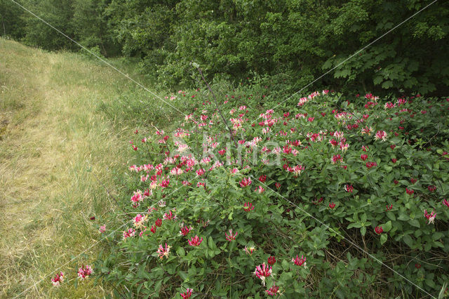 Kamperfoelie (Lonicera)