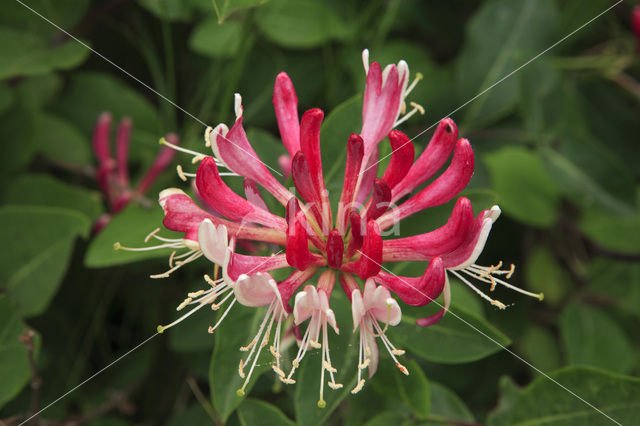 Kamperfoelie (Lonicera)