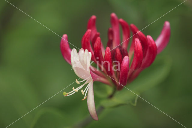 Kamperfoelie (Lonicera)