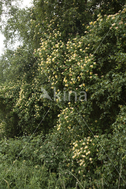 Kamperfoelie (Lonicera)