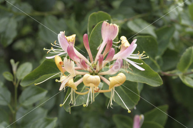 Kamperfoelie (Lonicera)