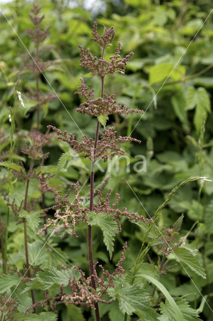 Kleine brandnetel (Urtica urens)